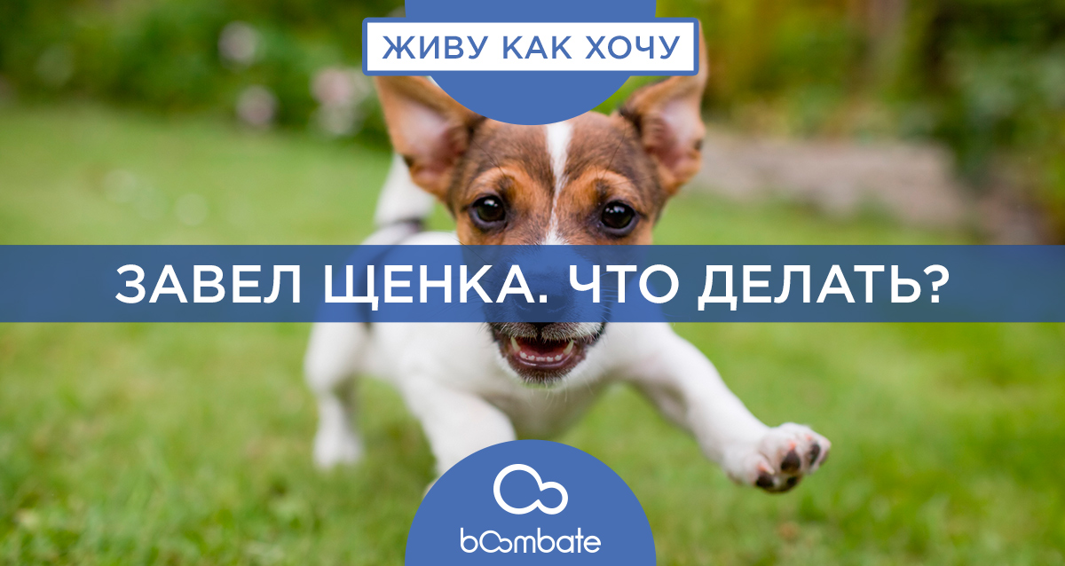 щенок джек рассела