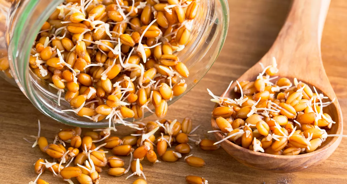 Пророщенная пшеница в еде. Пророщенное зерно. Полба проростки. Проросшая пшеница. Пророщенная перловка.